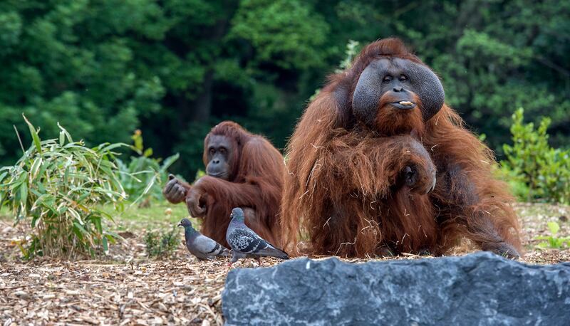 Orangutans Leonie (left) and Sibu at Dublin Zoo. Photograph: Brenda Fitzsimons