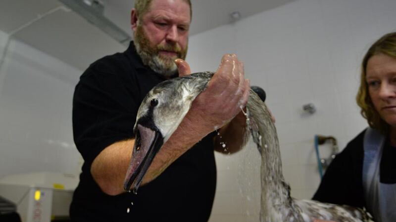 A swan, one of three rescued from the Stardust Memorial Park where a diesel leak was discovered, is cleaned by the DSPCA’s PJ Doyle and Gillian Bird.  Photograph: Cyril Byrne/The Irish Times