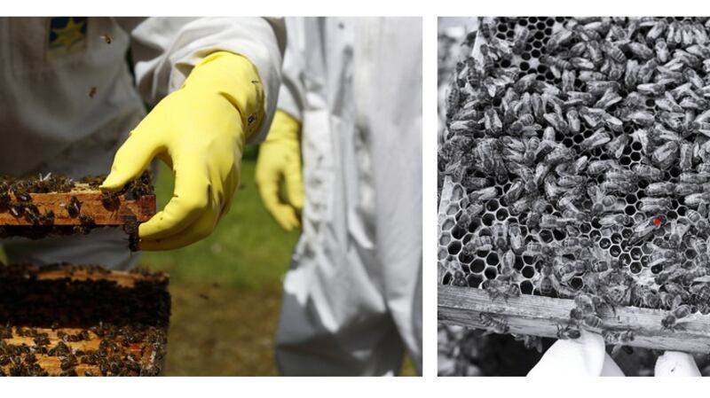 Christine Mackey, Beekeeper with Combe, 2019, documentation, and Spot The Queen, 2019, (Courtesy of the Artist)