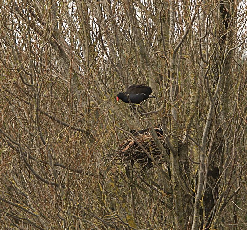 Moorhens normally nest at water level, but they are capable of climbing up branches with their clawed feet. Photograph: Joe Conlon