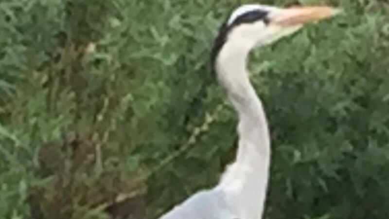 Heron
