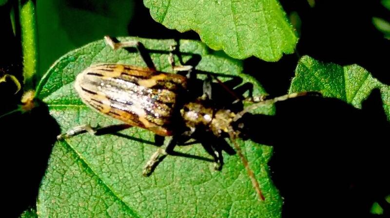 A two-banded longhorn beetle. Photograph: John Walsh