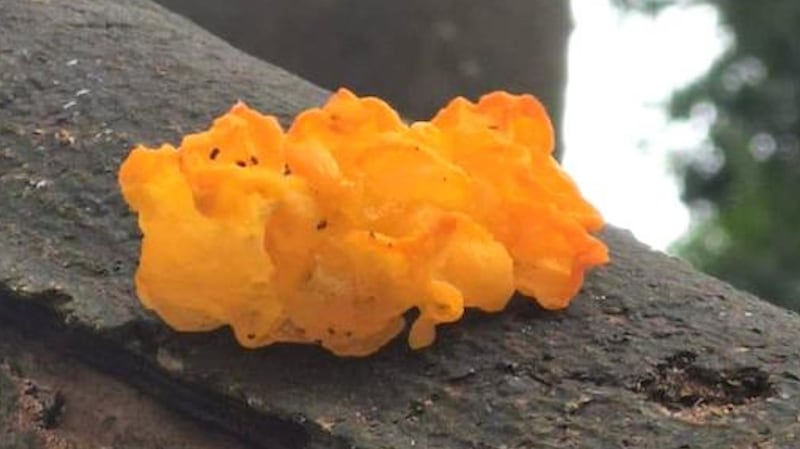 Yellow brain fungus spotted on a tree branch by Lorna Walsh