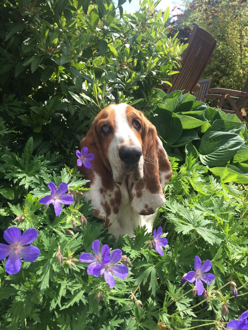Maybe Humphrey will be the first and last dog that ever shares my life