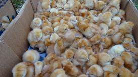 Around 1000 newly-hatched chicks found abandoned in field