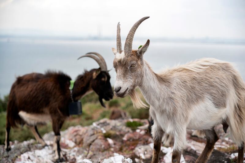 The Old Irish Goat is an indigenous breed, now critically endangered and is usually found in remote mountain ranges roaming in feral herds. Photograph: Chris Maddaloni/The Irish Times