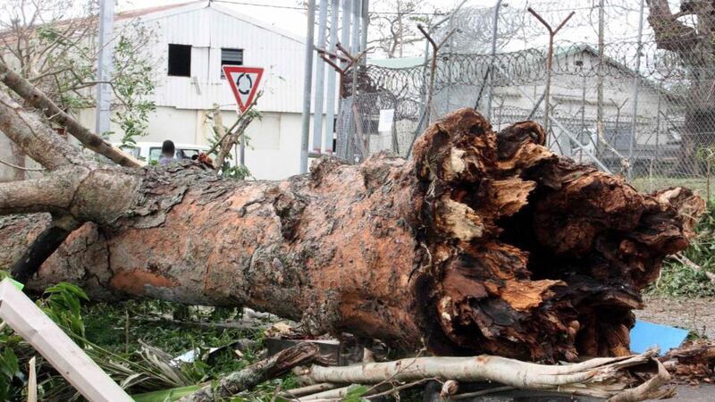 A large tree uprooted by Cyclone Pam lies on a street near a prison in Port Vila, Vanuatu. President Lonsdale said “people are finding shelter where they can live for the night”. Photograph: Kris Paras/Reuters.
