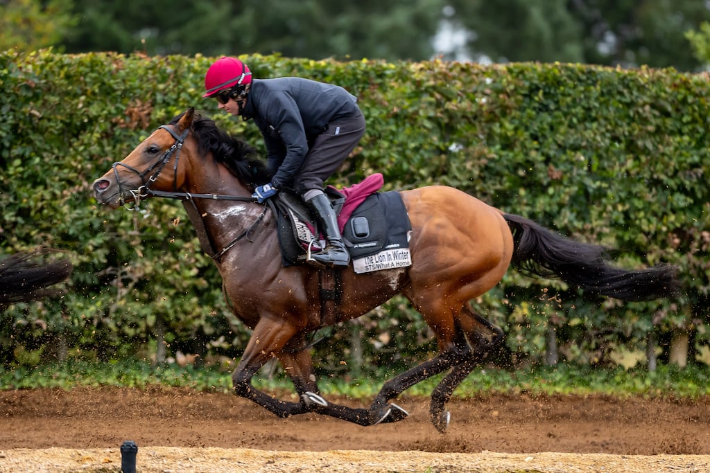 The Lion in Winter on the gallops at Ballydoyle. Photograph: Morgan Treacy/Inpho