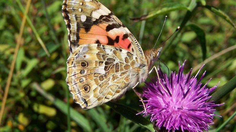 A painted lady butterfly pictured in Killarney, Co Kerry. Photograph: Supplied by Jesmond Harding