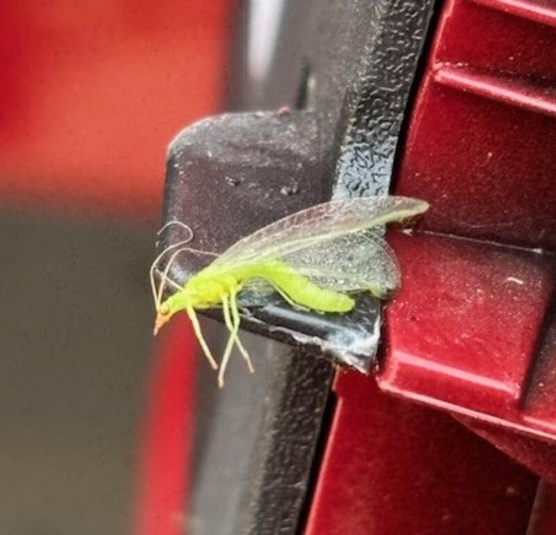 Green lacewing fly. Photograph via Rodney Devitt