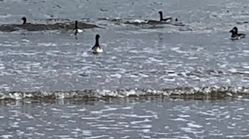 Brent geese