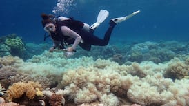 Great Barrier Reef in crisis as scientists despair at bleaching data