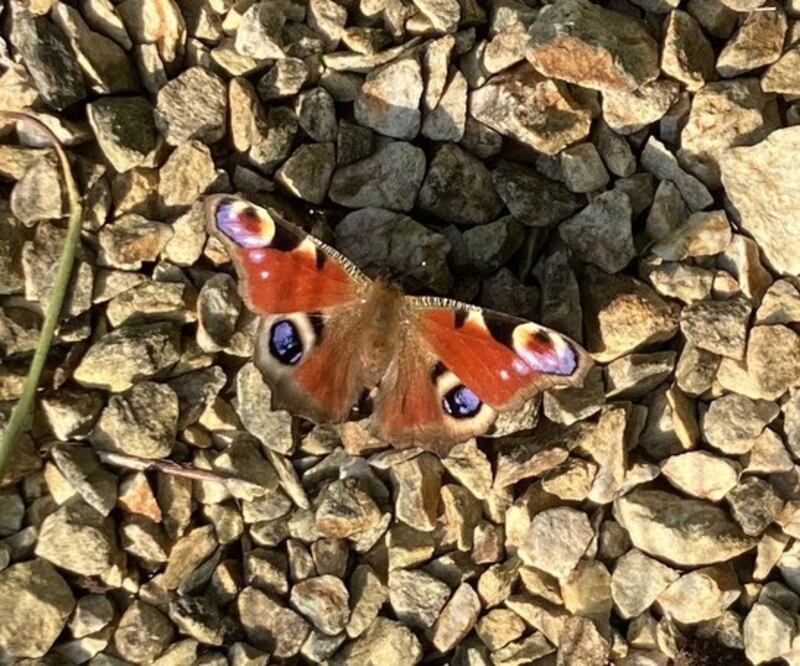 'The large colourful neon light eyespots on the wings are what give it its name – reminiscent as they are of the spots on the feathers of the male peacock.' Photograph: Felix Larkin, Cabinteely,  Dublin