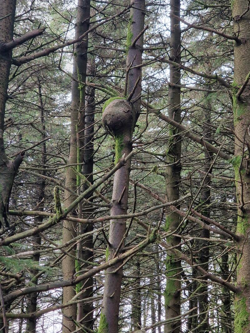 Growth on a tree, supplied by Sinead McDonough