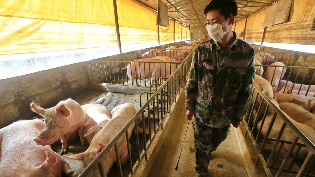 A masked worker checks pigs in a hog pen in Suining, Sichuan province, China. Photograph: EPA