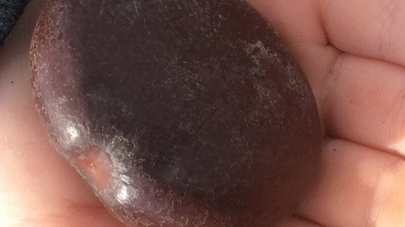 Sea bean