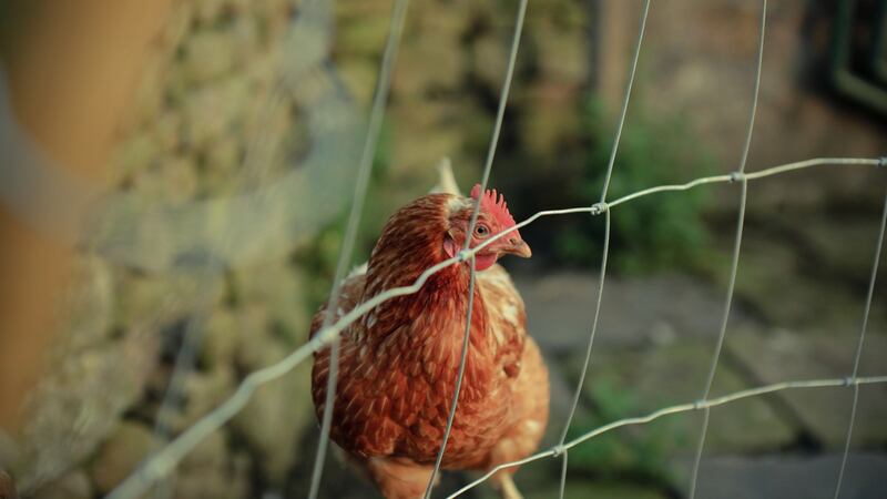 LittleHill Animal Rescue will take in more than 1,000 battery-cage hens before Christmas. Photograph: iStock