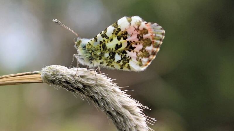 An orange-tip butterfly. Photograph: Dearbhaill Standún