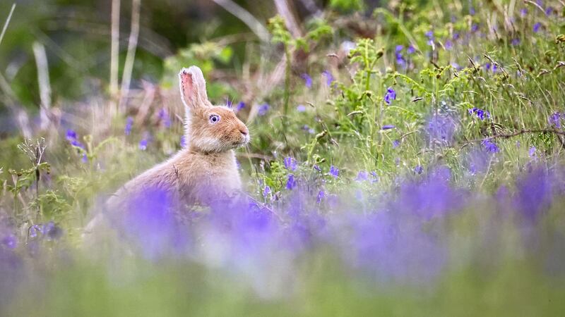 The famous golden hare with blue eyes on Rathlin Island. Photograph: Tom McDonnell