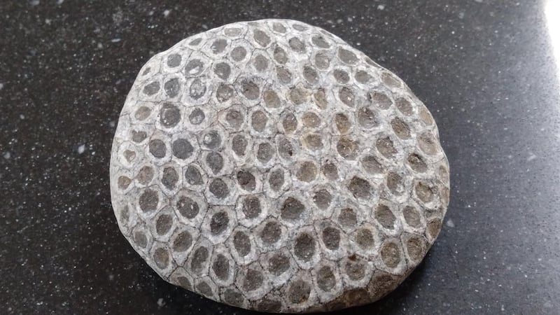 Limestones with fossilised crinoids. Photograph via Philip Delahunty