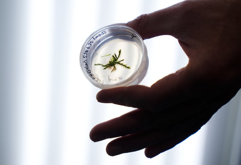 "Seed banking is like a cog in that bigger wheel of conservation," says Mr Reidy. Photograph: Brian Lawless/PA Wire