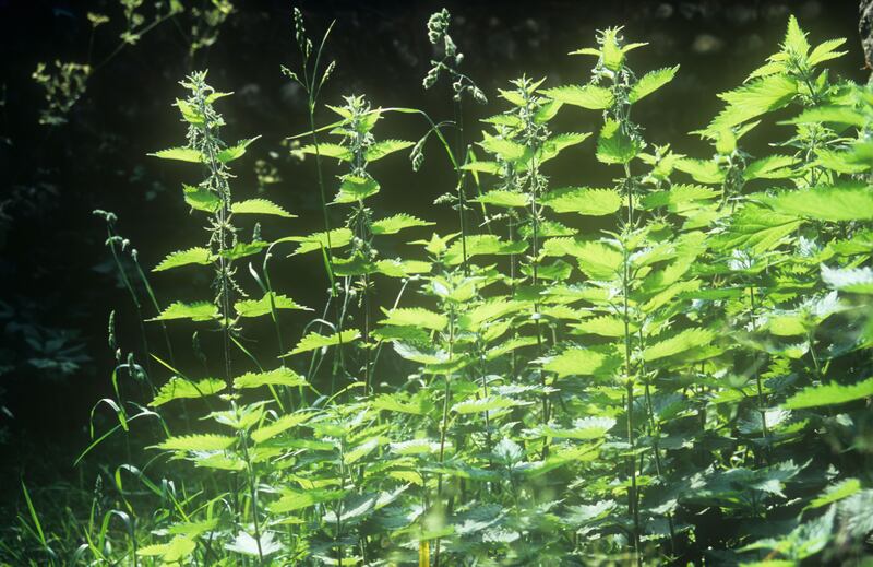 Nettles with stems of cocksfoot grass. Photograph: Alamy/PA