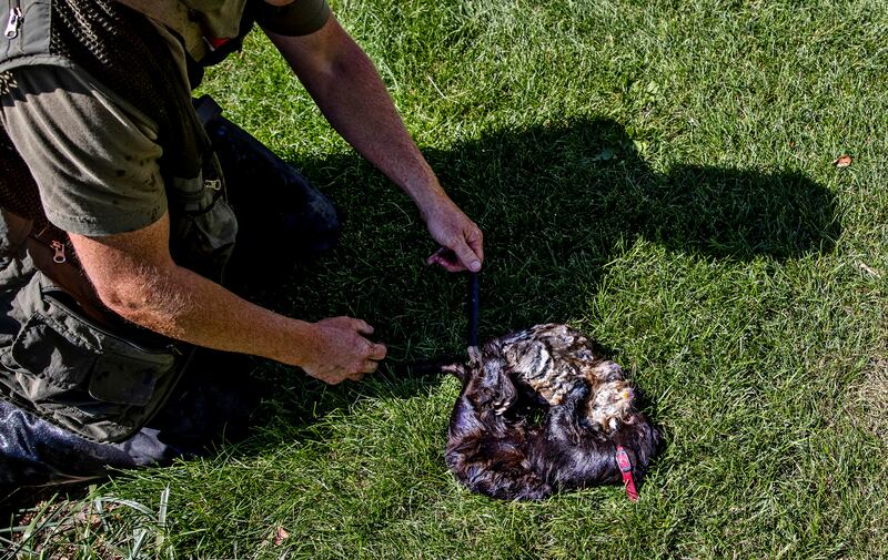 Joseph Carter looks on as his mink Boon tangles with a muskrat he caught. Photograph: Kim Raff/The New York Times