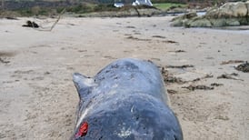 Whale never before seen in Irish waters washes up on Donegal beach