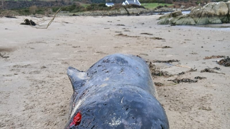 Whale never before seen in Irish waters washes up on Donegal beach