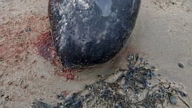 Whale never before seen in Irish waters washes up on Donegal beach