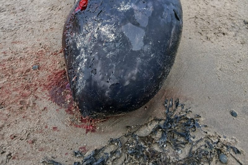 Whale never before seen in Irish waters washes up on Donegal beach