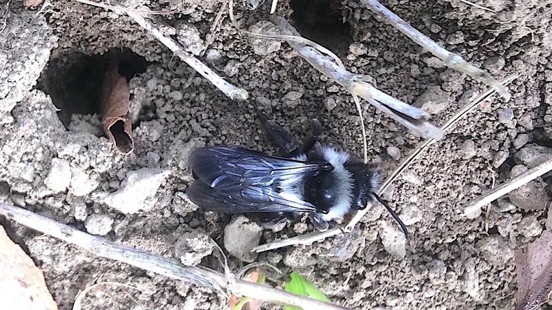 Ashy mining bee
