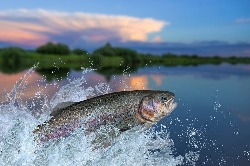 Breac dea-dhathach. Grianghraf: iStock
