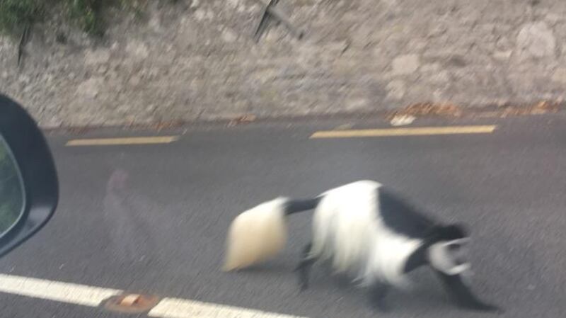 Cheeky Chops photographed in Cork during his escape from his enclosure.  Photograph: Caitriona O’Mahony