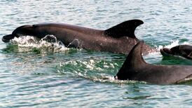European Commission questions State licensing of seismic surveys