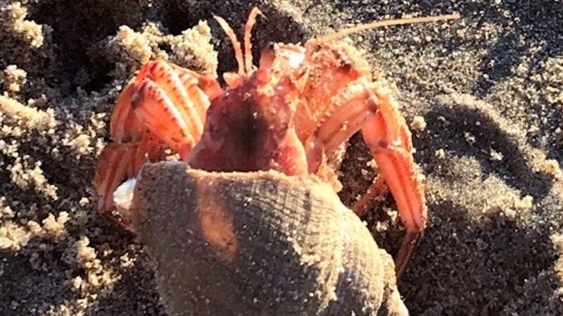 Hermit crab found in Co Wexford.