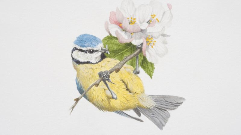 Blue tit