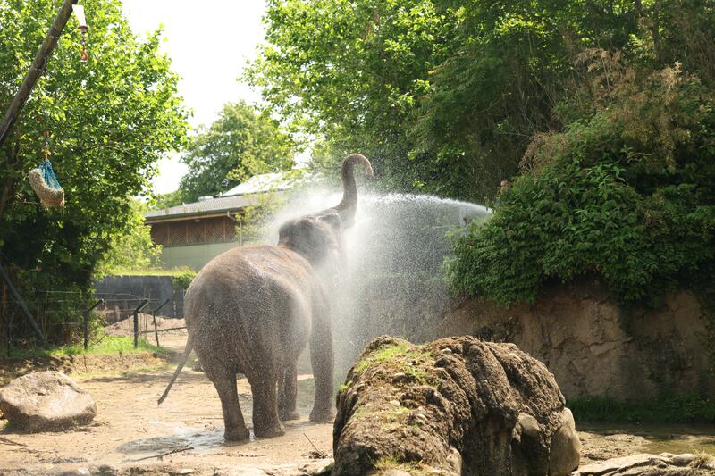 The elephants in Dublin Zoo are sprayed down to keep cool in the hot weather. Photo: Enda O'Dowd/The Irish Times