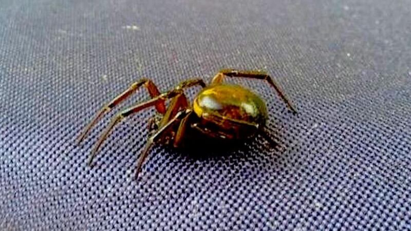 Eyes on nature: the false widow spider that Joe O’Neill saw