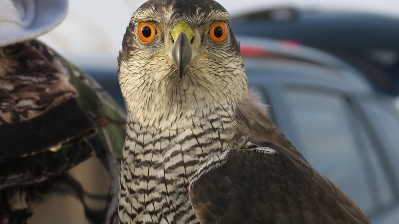 A trained goshawk. Photograph: Anya Aseeva.