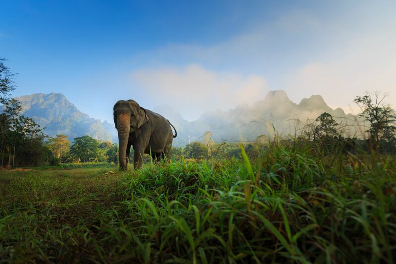 Oroko partner with ethical elephant sanctuary, Elephant Hills. Experience luxury jungle accommodation, elephant encounters and river experiences