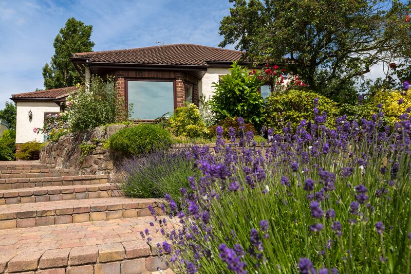 Lavender along a slopping garden path.