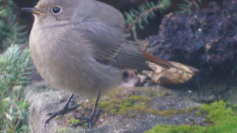 A black redstart spotted in Palmerstown, Dublin.