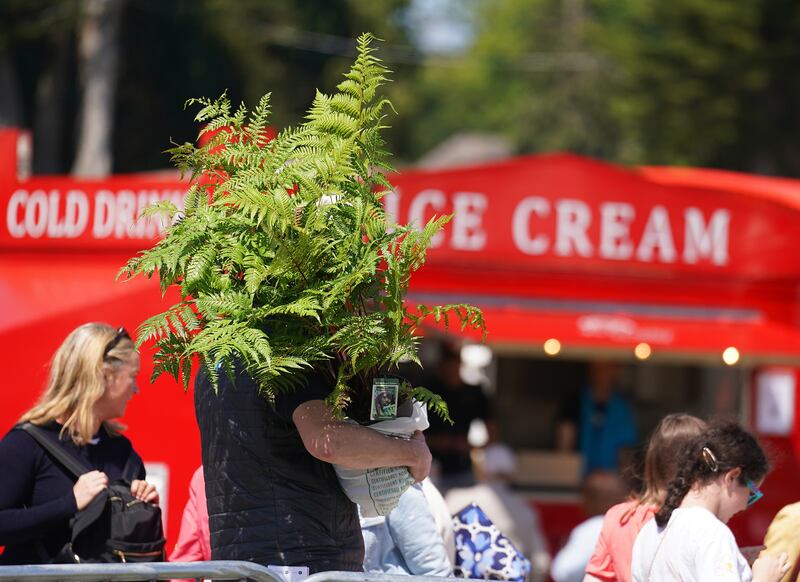 Bloom Festival in Dublin's Phoenix Park: Mediterranean flowers, herbs and plants are faring better in Ireland now than they did 15 years ago.
Photograph: Brian Lawless/PA Wire