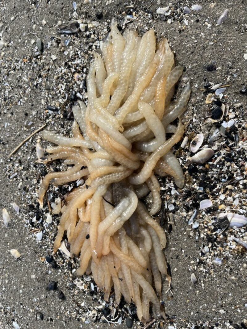 Squid eggs. Photograph via Eoin O'Flynn