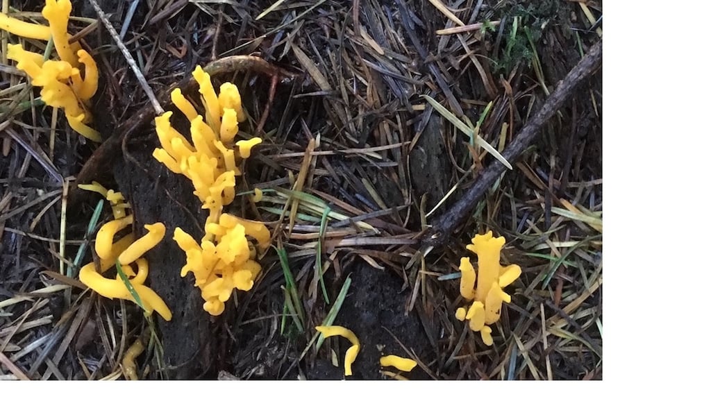 Fungus,  most likely “Clavulinopsis fusiformis”