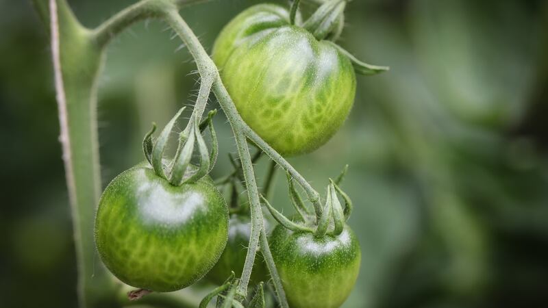 Heirloom tomatoes in Adam Bermingham’s greenhouse in Churchtown. Photograph: Crispin Rodwell