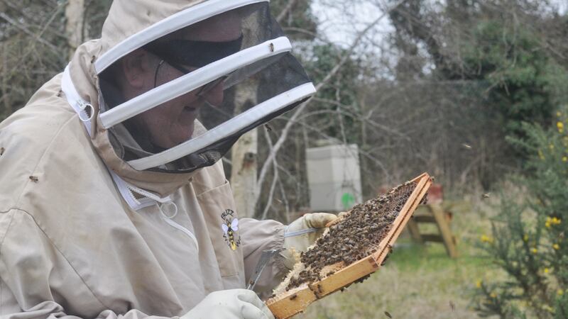 Martin O’Rourke has been a beekeeper for more than 40 years.