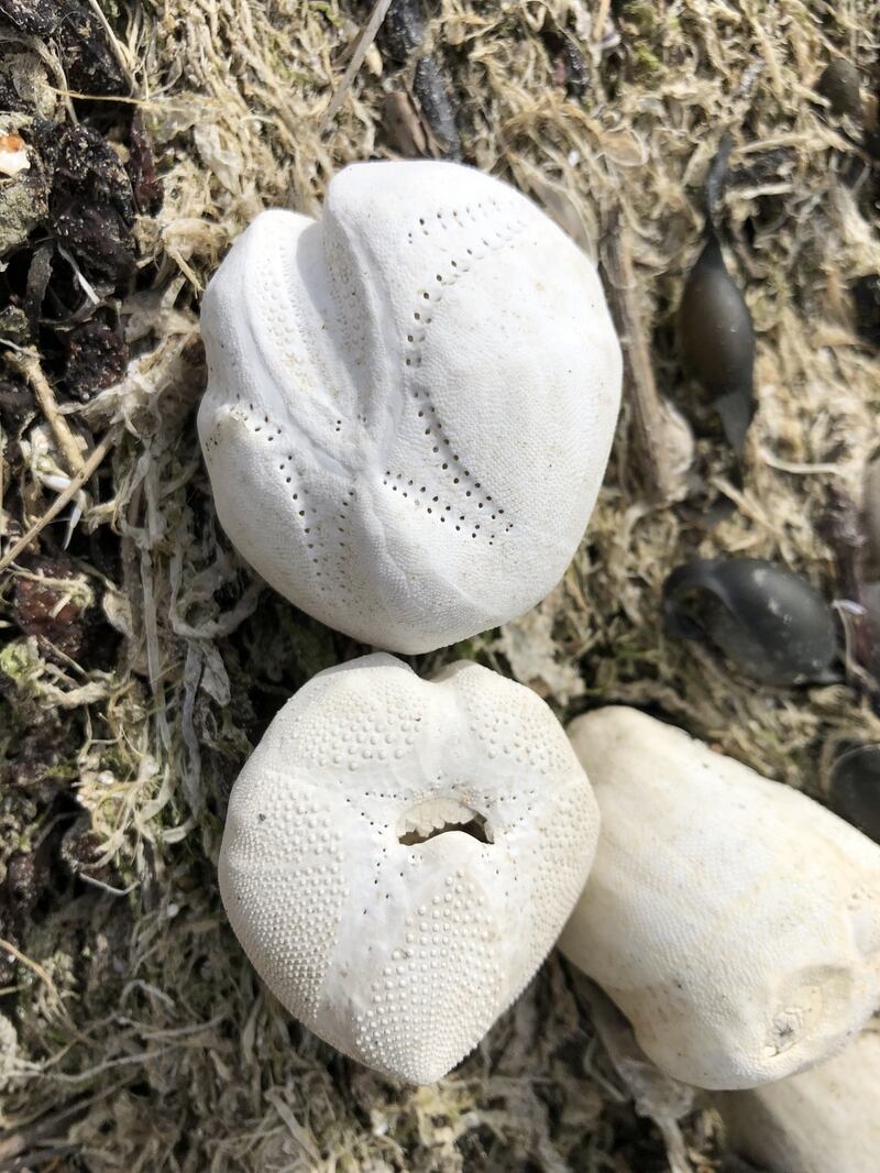 Sea potatoes