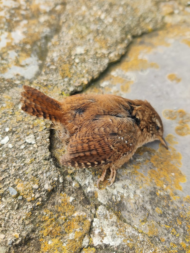 Dreoilín (wren), supplied by Michael Keegan